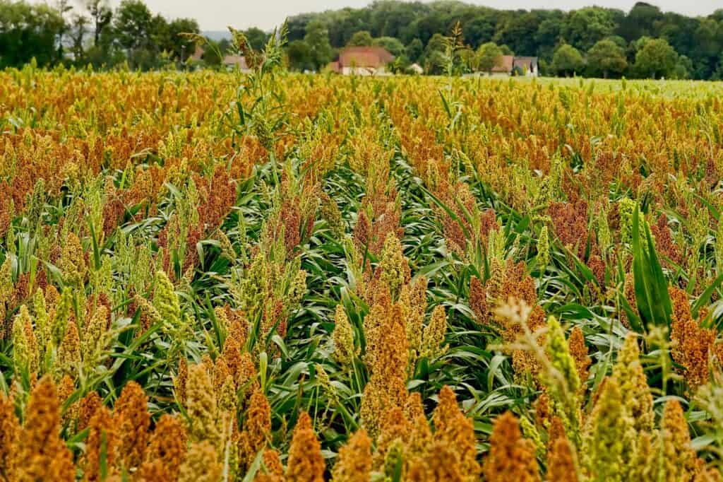 Sorghum millet