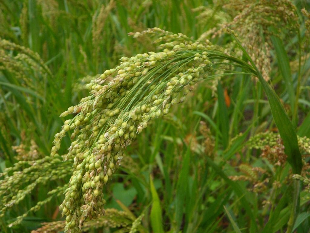 little millet