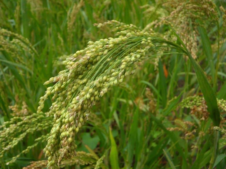 what is little millet? benefits of little millet