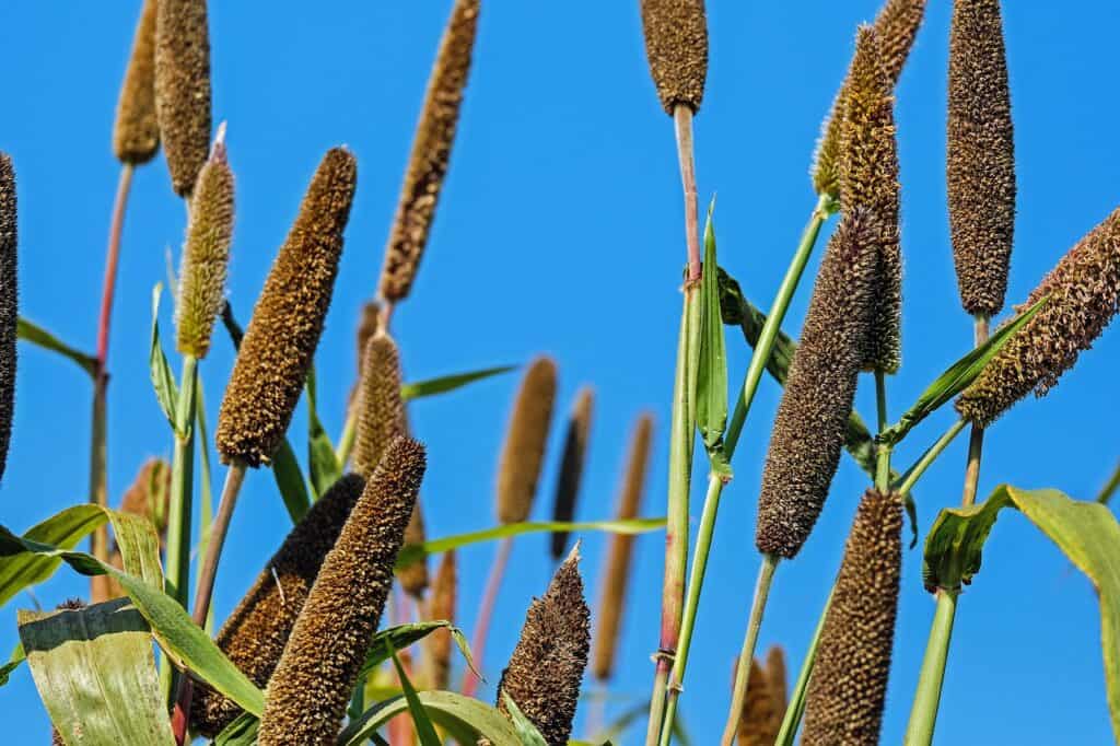 pearl millet