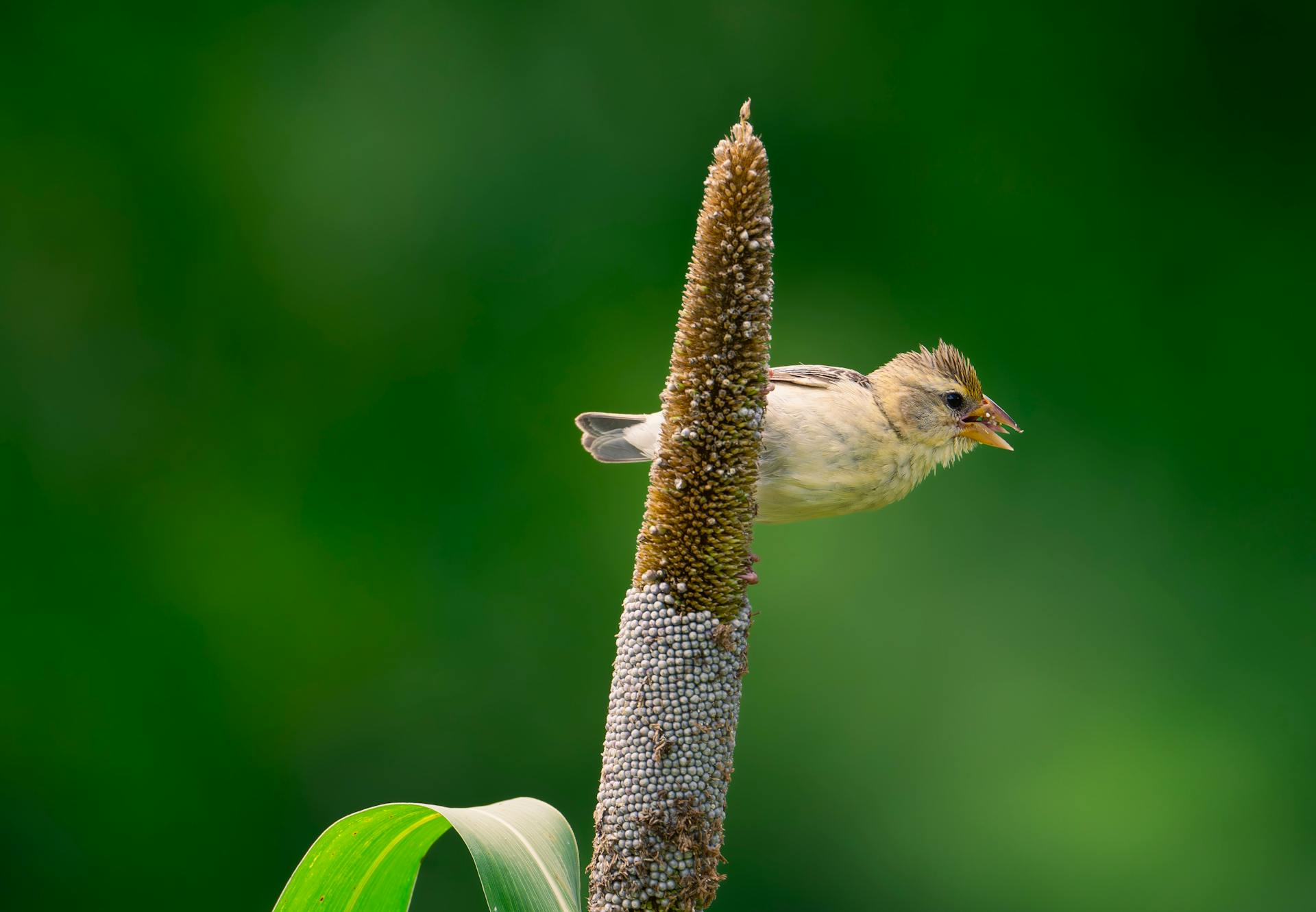 Different types of millets with bird view